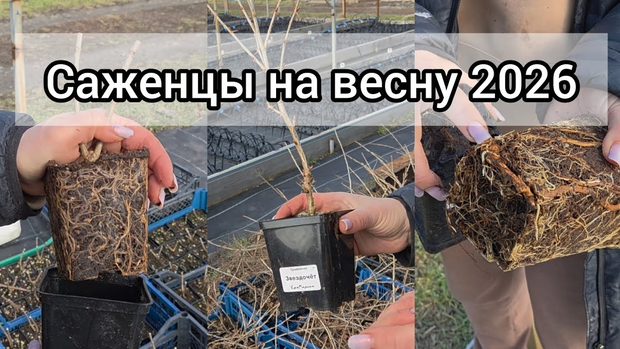 Начинаем принимать заказы на саженцы  на весну 2026