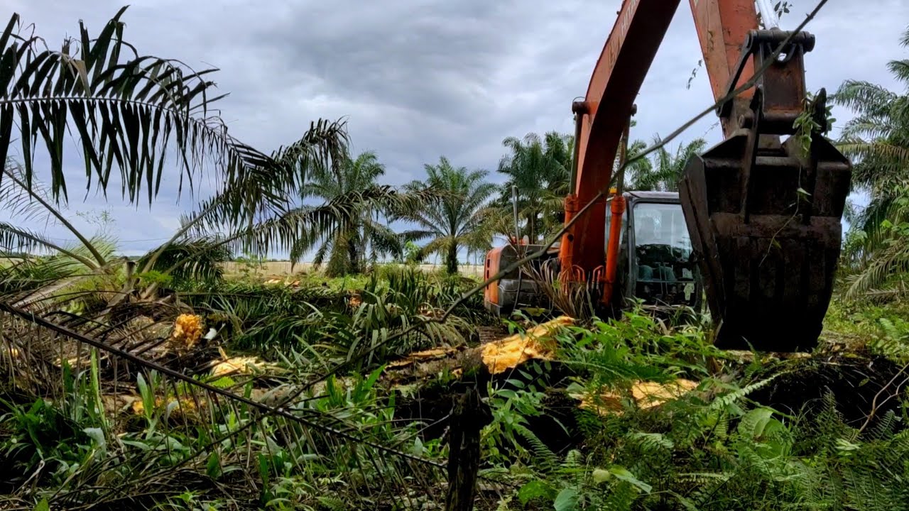 Excavator Hitachi‼️Replanting Kebun Sawit Tanah Gambut