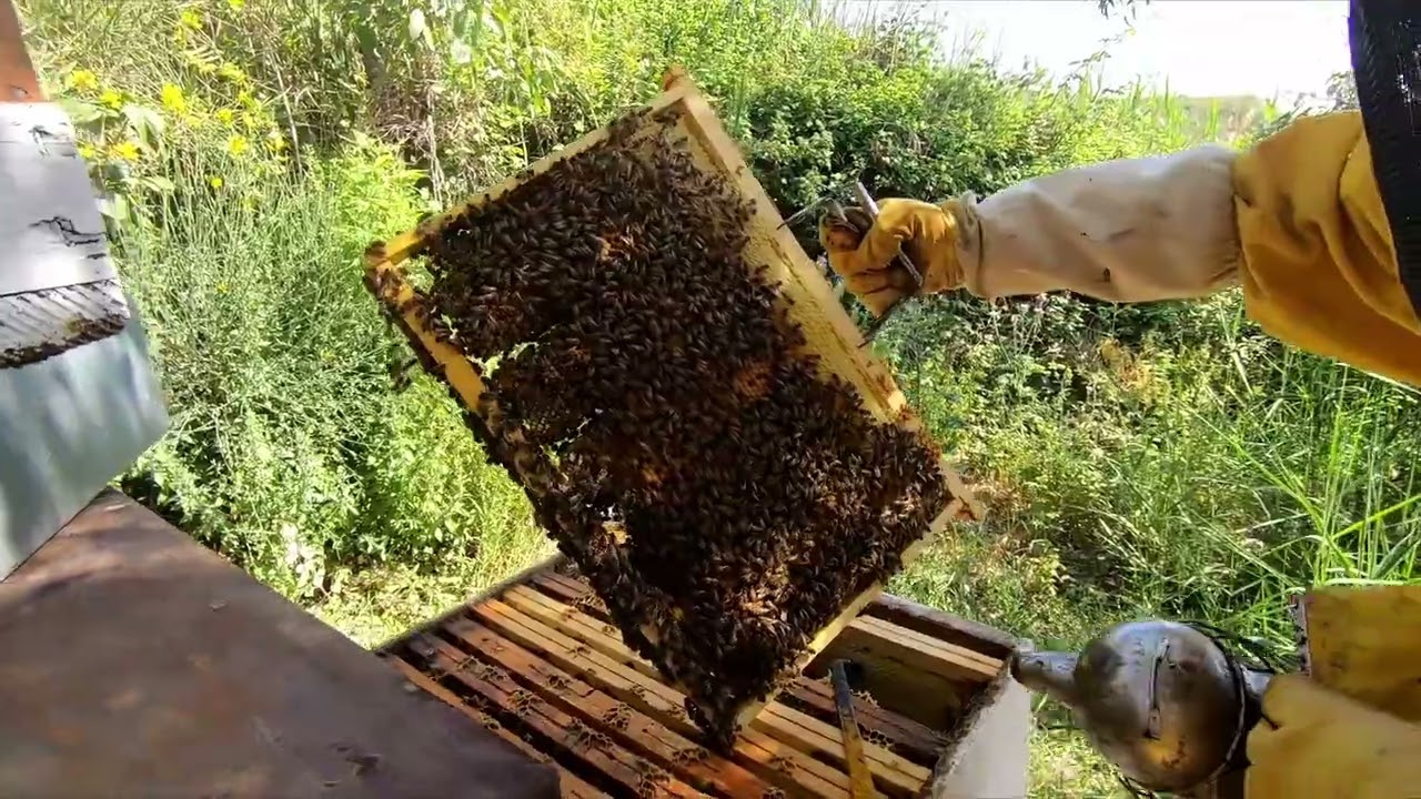 Le api, il loro ecosistema, davanti al mar Jonio di Scifo. Calabria Capo Colonna apicoltura. 1°Parte