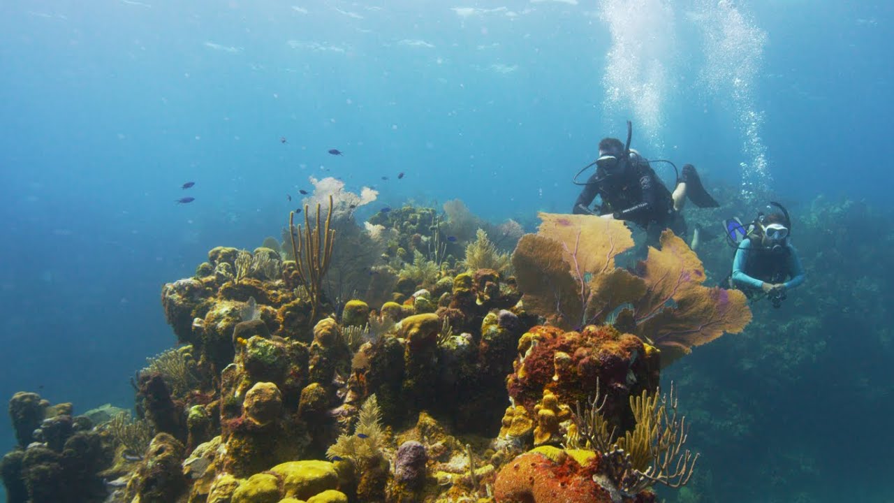 Dive HQ Auckland