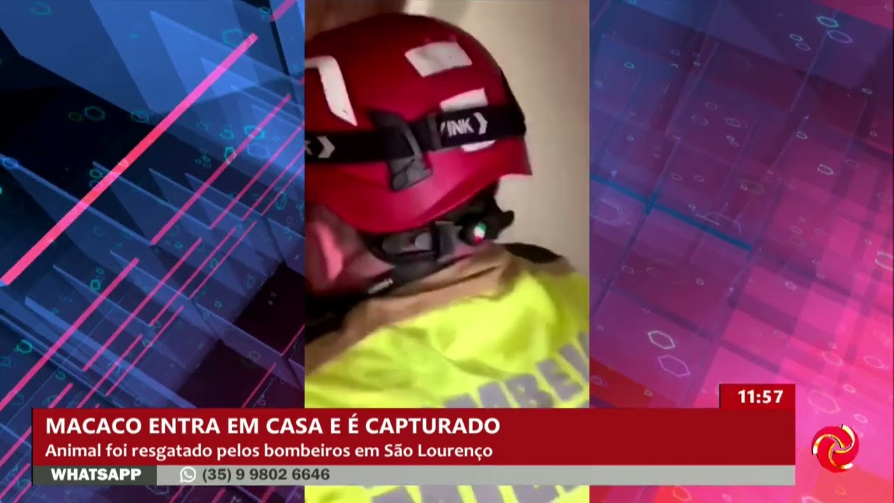 Bombeiros capturam macaco que invadiu casa em São Lourenço