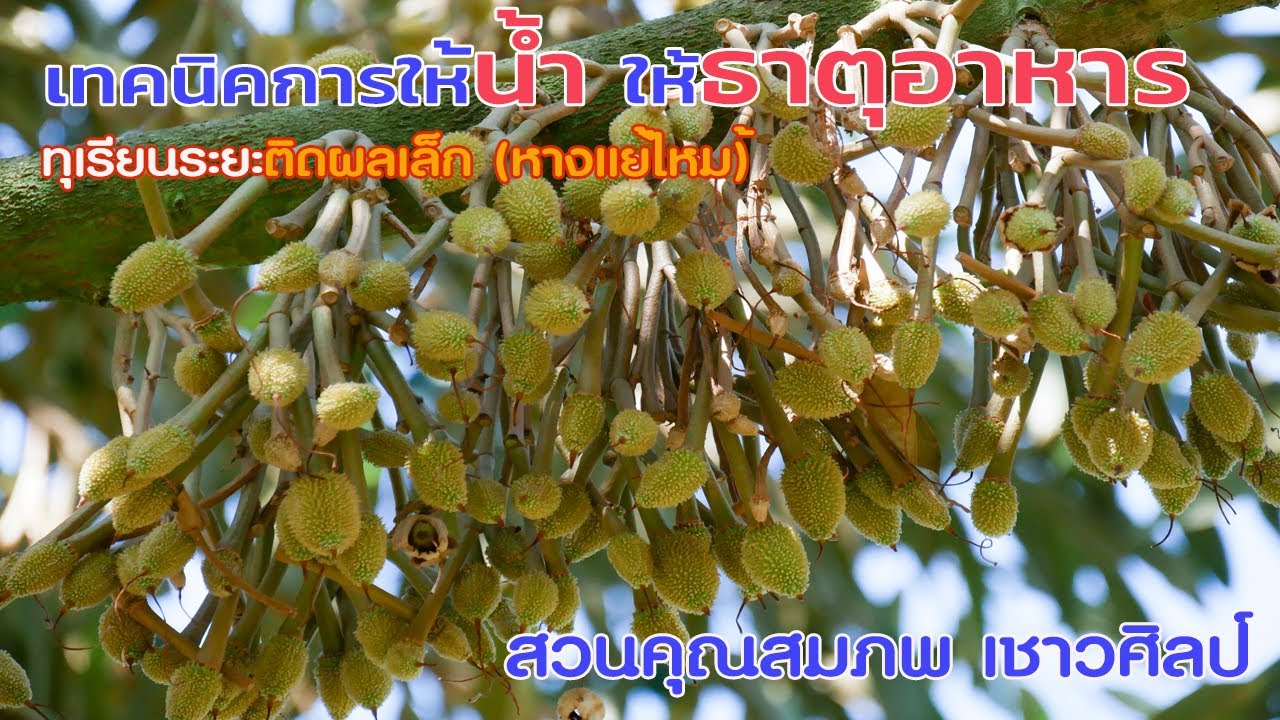 ทุเรียนระยะหางแย้ไหม้ ให้น้ำผิด ให้ธาตุอาหารผิด มีสิทธิร่วงหมดต้นได้|สวนคุณ สมภพ เชาวศิลป์