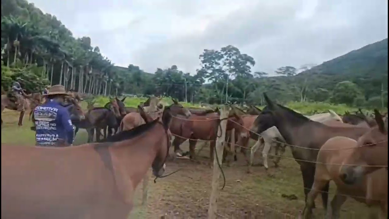 Um pouquinho do nosso sétimo dia de tropeada 