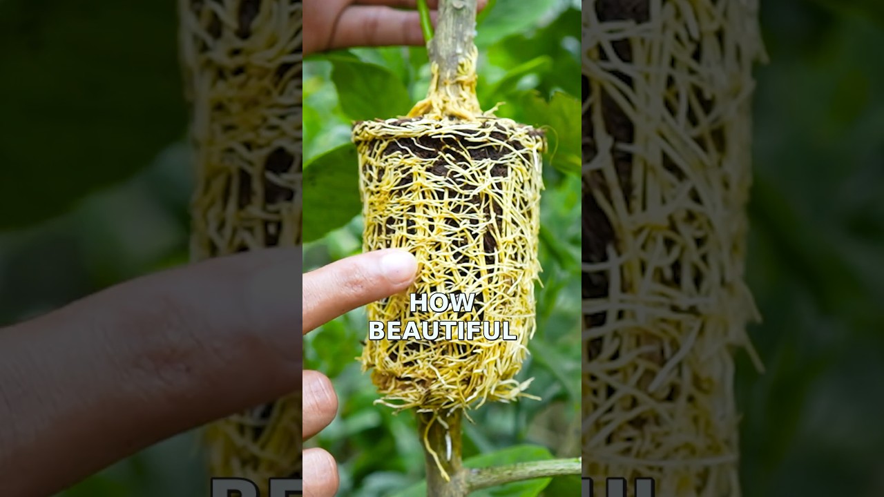 🌿I Used Banana Power to Propagate a Lemon Tree in 1 Month🍌#gardening