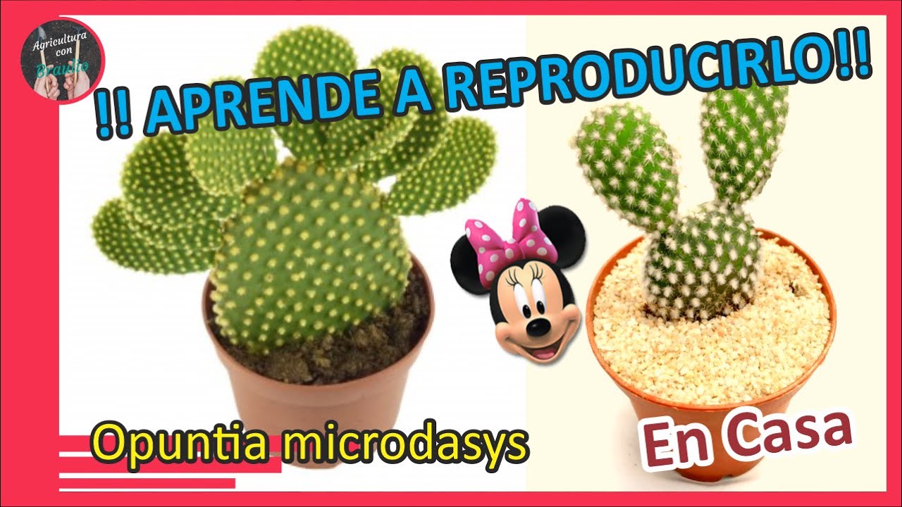 🌵OREJAS DE MICKEY  OPUNTIA MICRODASYS  REPRODUCCIÓN AGRICULTURA CON BRAULIO🌱🌵EN CASA