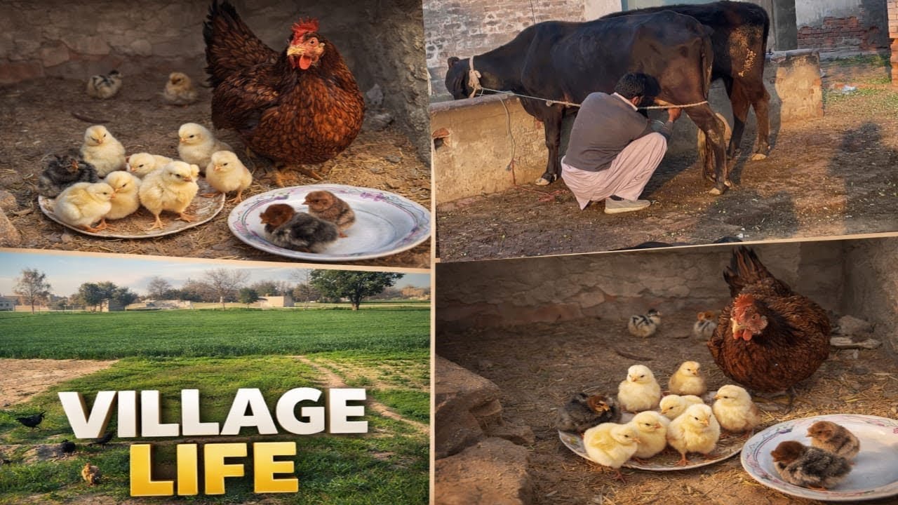 Murgi Ne Bachay Nikal Liye | Village Life Daily Routine Desi Murgi Ke Chotay Bachay 🐣 