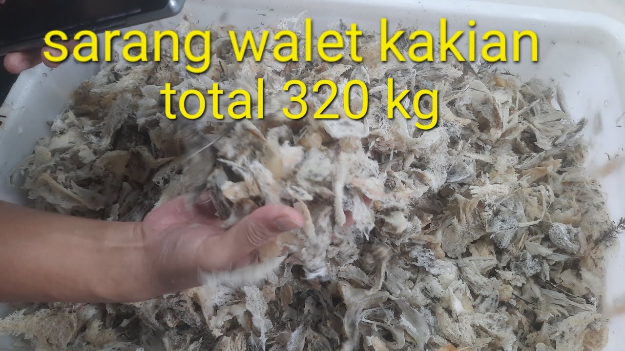 Sarang walet kakian hanya 320kg kiriman dari sulawesi