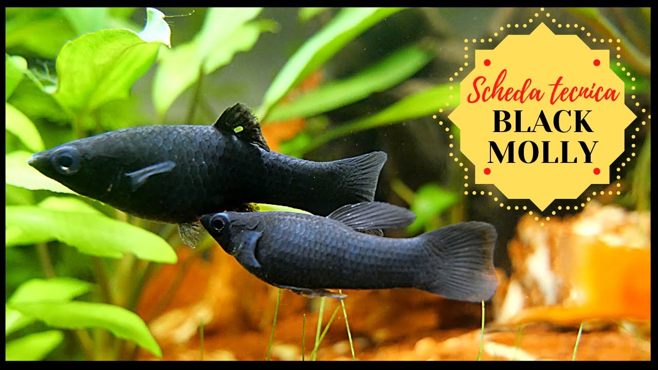 BLACK MOLLY (Poecilia Sphenops) Scheda tecnica 🐠