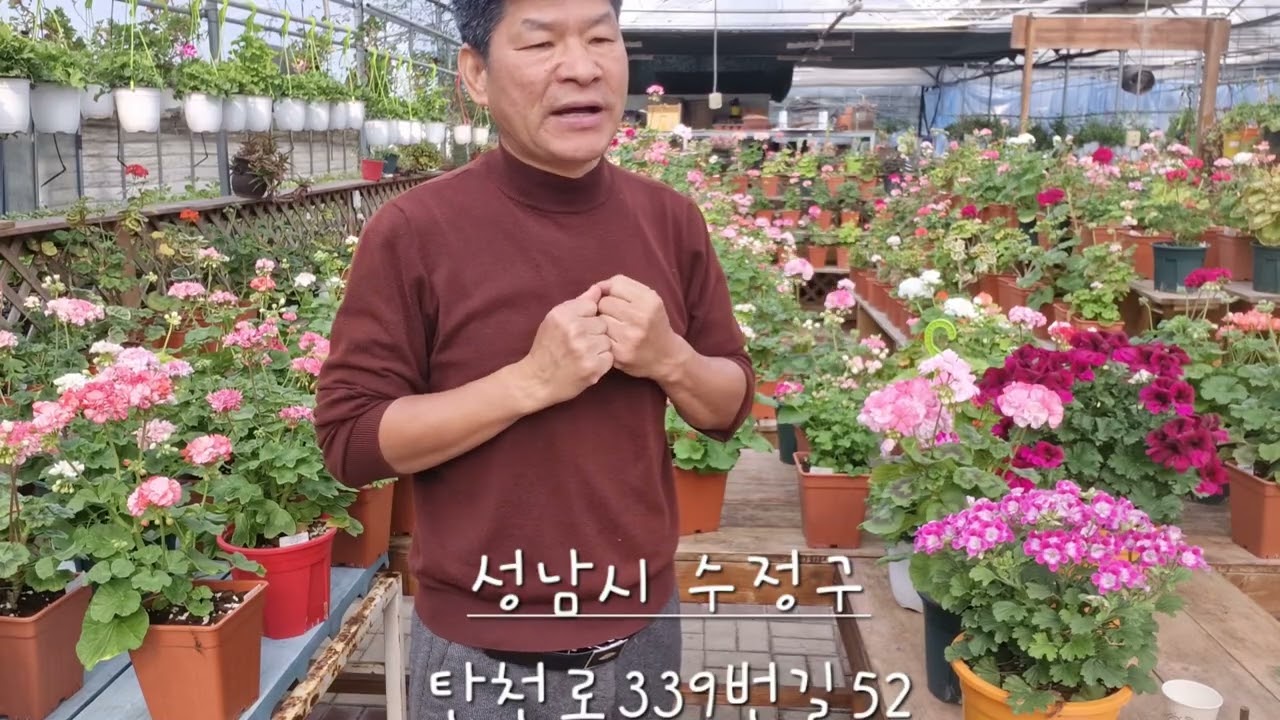제라늄 4월 관리 요령