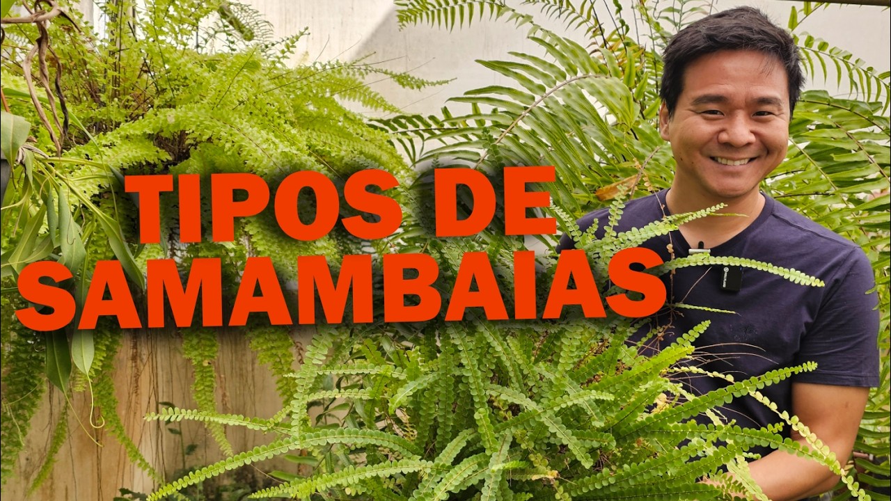 Sete tipos de samambaia