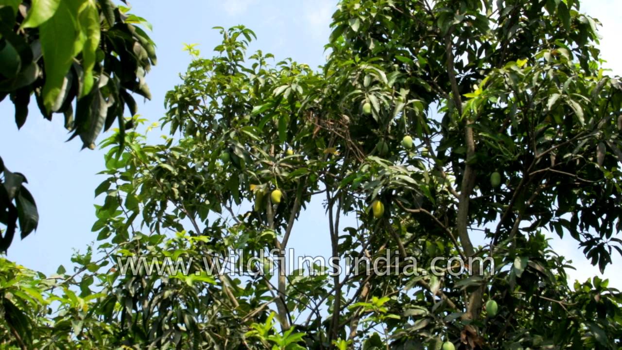 Malihabad:  the land of famous Dussehri mangoes