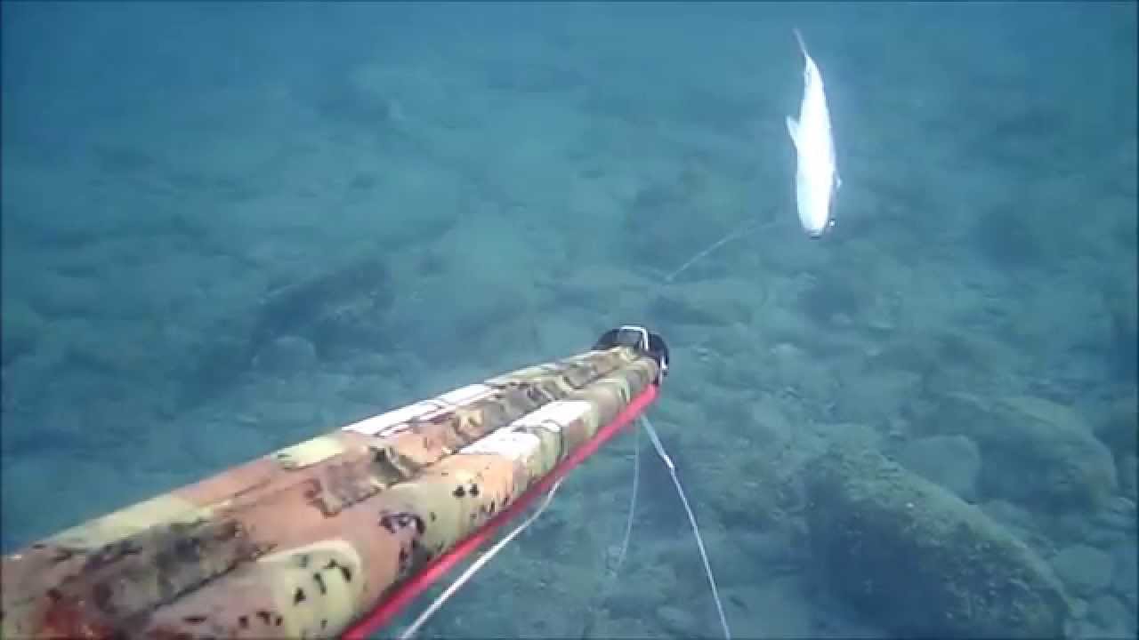 Spearfishing - Shallow Gold