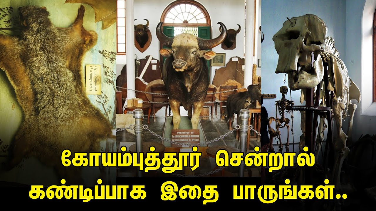 கோயம்புத்தூர் சென்றால் கண்டிப்பாக இதை பாருங்கள் | Gass Forest Museum