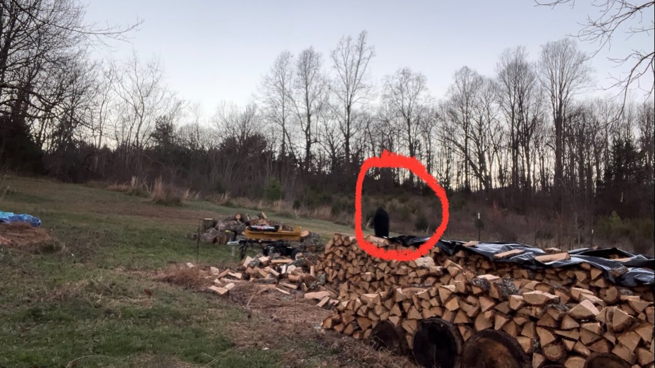 They REFUSE To Wait Until Nightfall To Come Out Of The Forest And The Hidden Camera Caught It all!