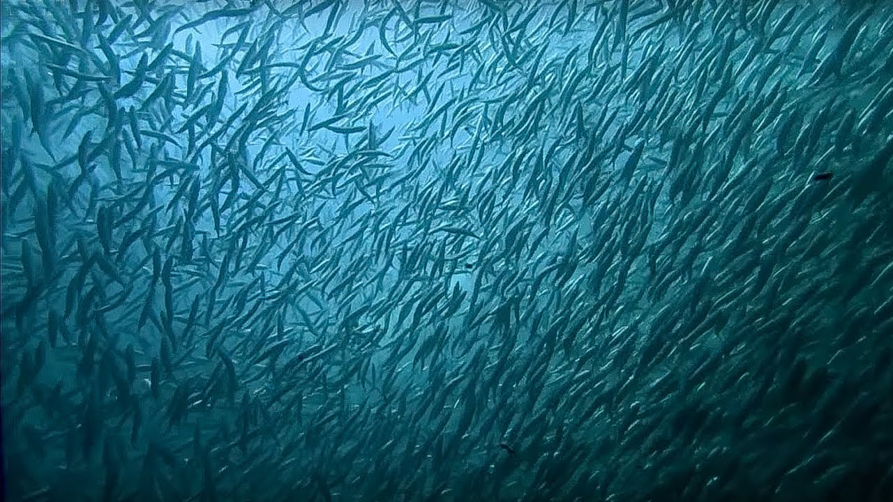 The Billion Sardine Dance! | Indian Ocean monsoon | Wild Arabia | BBC Earth