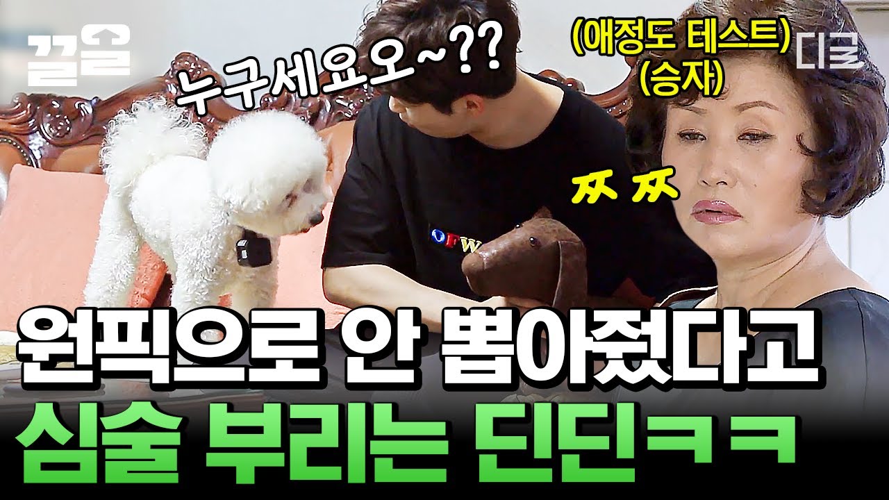 [#대화가필요한개냥] 방송 좀 하는 강아지 디디의 긴장감 넘치는 애정도 선택😲 심술 난 딘딘과 질투심 넘치는 디디의 귀여운 조합💕