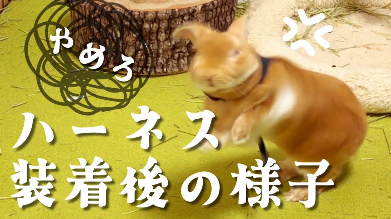 ハーネス装着後の様子です。ネザーランドドワーフ〜もなかと生活〜