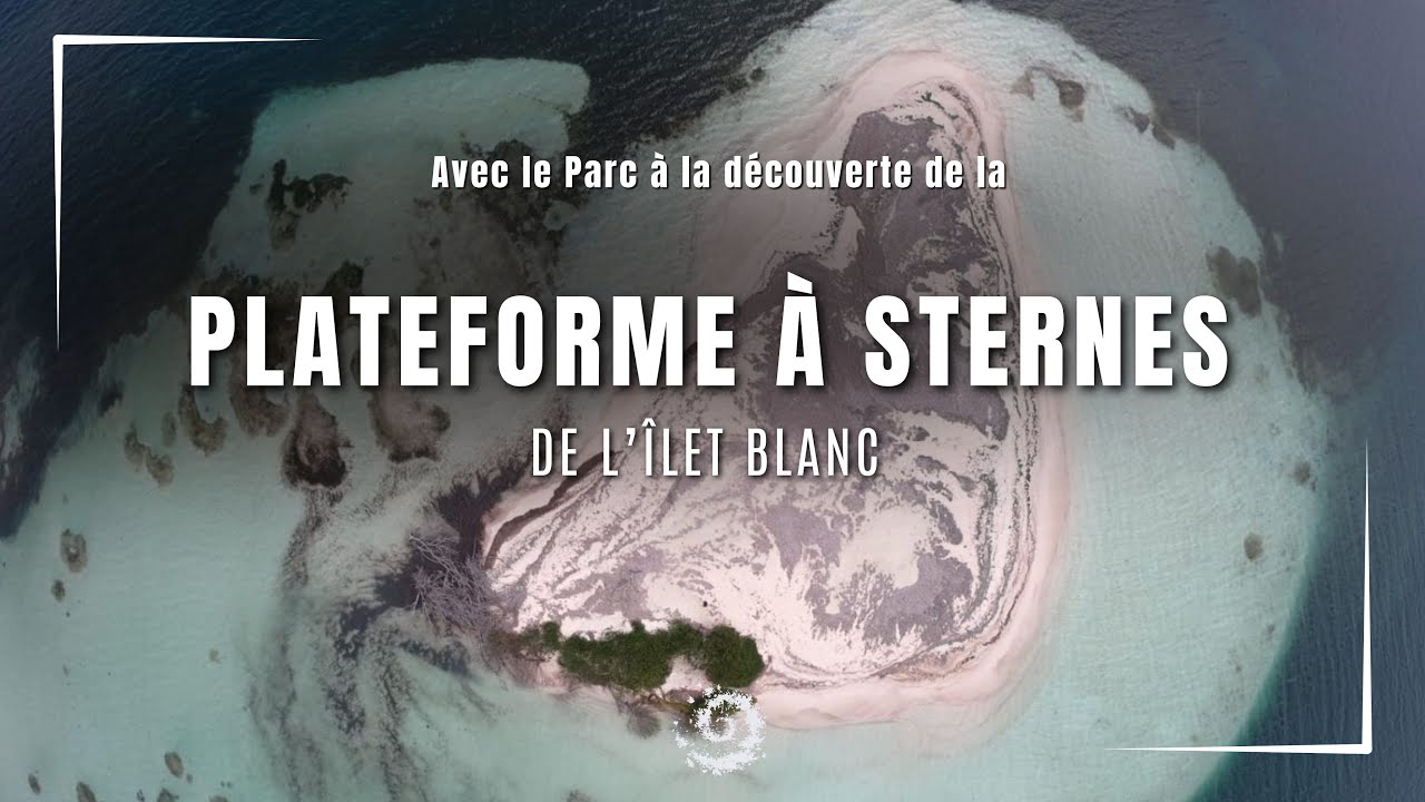 Avec le Parc national de la Guadeloupe à la découverte de la plateforme à sternes de l'îlet Blanc