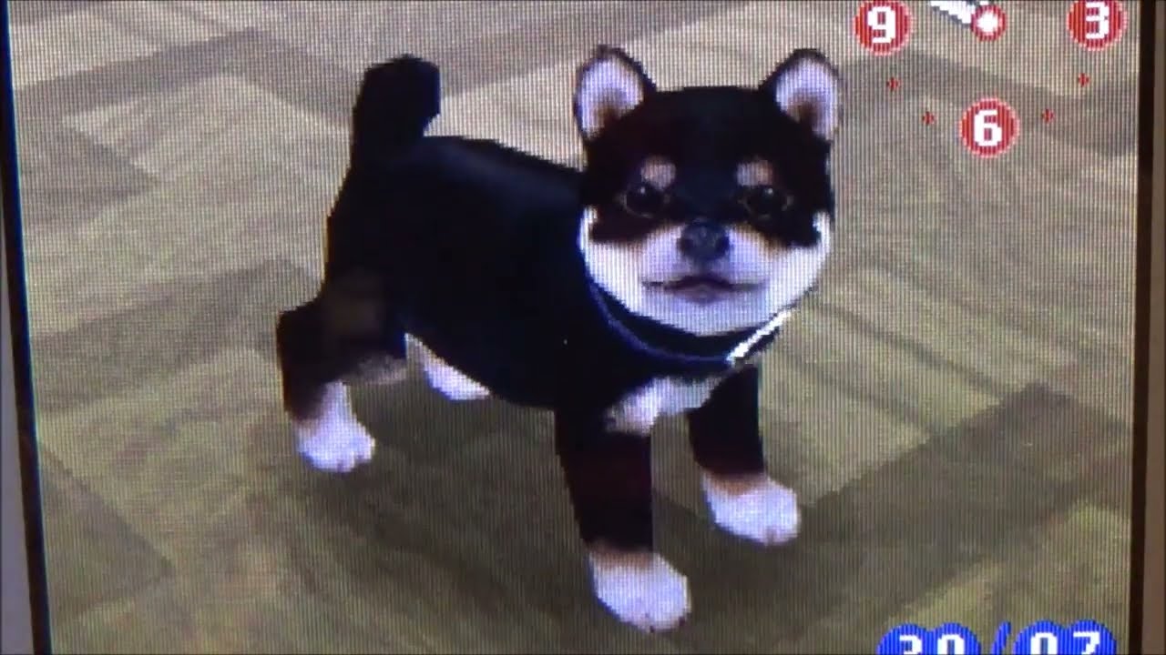 Nintendogs V.L ( Séance de jeux avec Naruto + Promenade Entraînement en Agility )