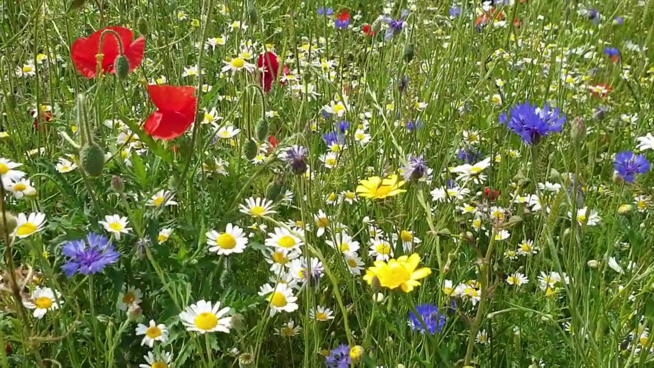 Cornflower Meadow Tour