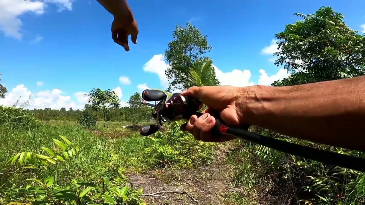 Casting Gabus... Sambaran Gabus Monster Yang Tiada Henti Di Sungai Buntu!