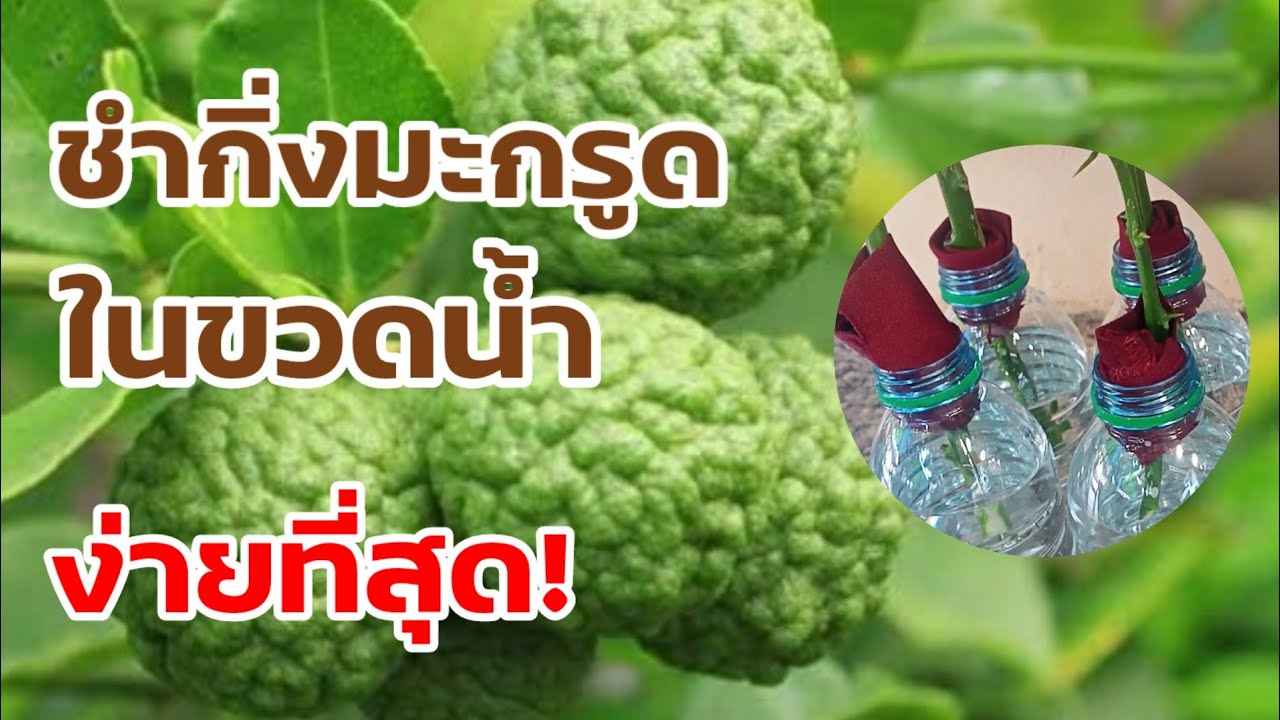 ง่าย เร็ว ได้เยอะ... การชำมะกรูดด้วยขวดน้ำ #มะกรูด
