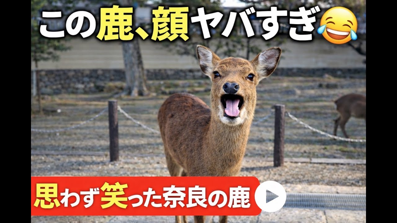 奈良の鹿が可愛すぎる…観光客とほっこり交流 /The Cutest Nara Deer Meets Tourists