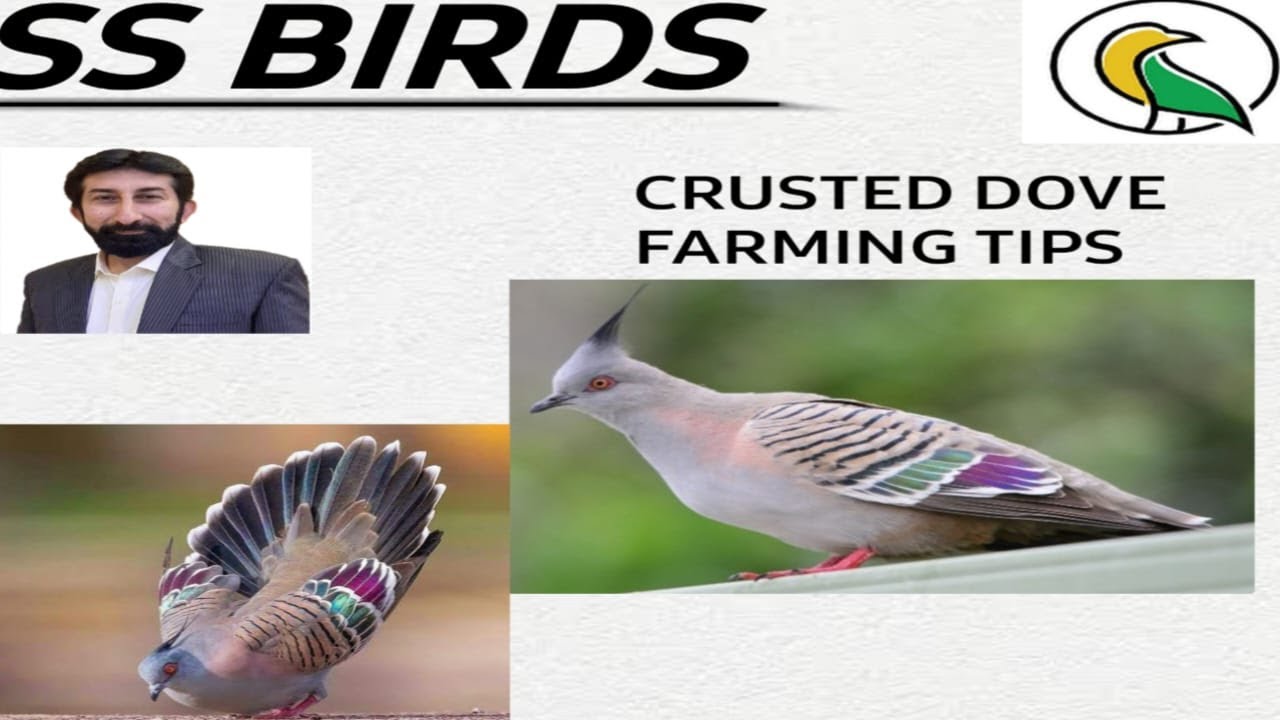 Crusted Dove Farming | Informative Video For Dove Lover