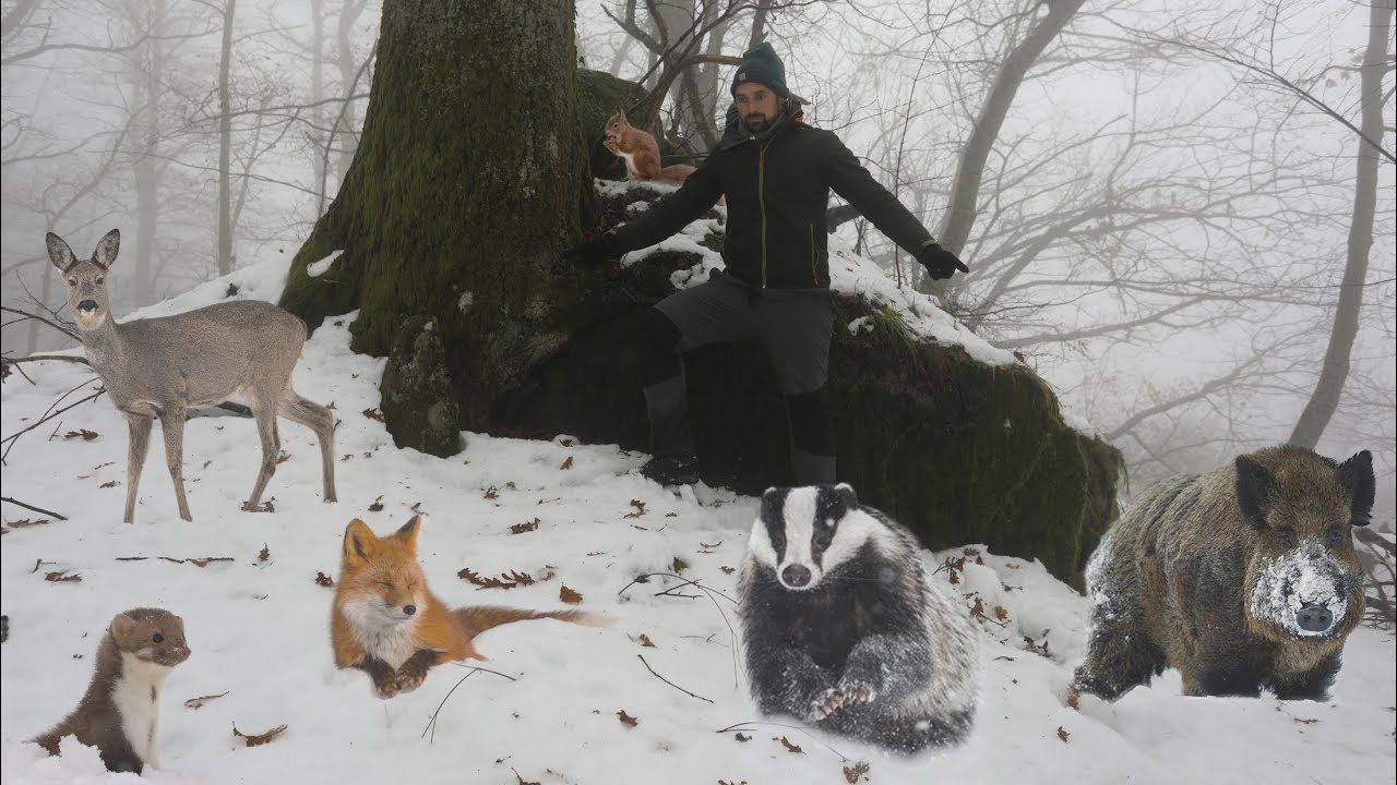 Gli ANIMALI del BOSCO: impronte sulla NEVE!