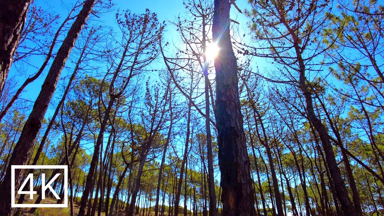 MECO BEACH Portugal: Forest Walk, Lagoa de Albufeira