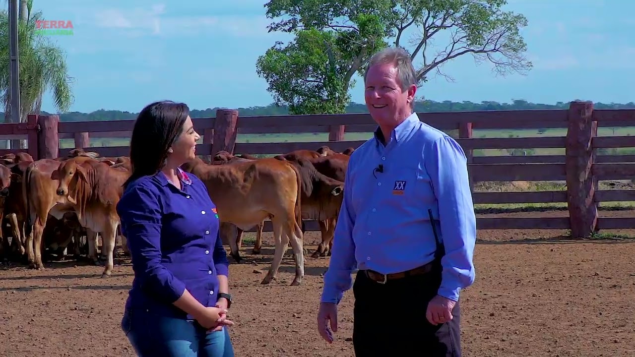 CHRISTOPHER EXLEY FALA SOBRE AS QUALIDADES DO SINDI NOS CRUZAMENTOS COM A RAÇA ANGUS
