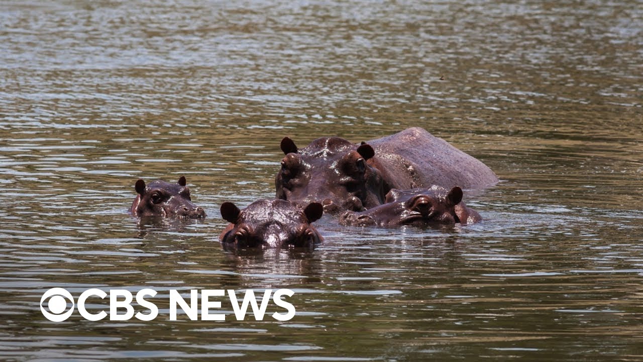 Decades after Pablo Escobar brought hippos to Colombia, country now dealing with dozens of them