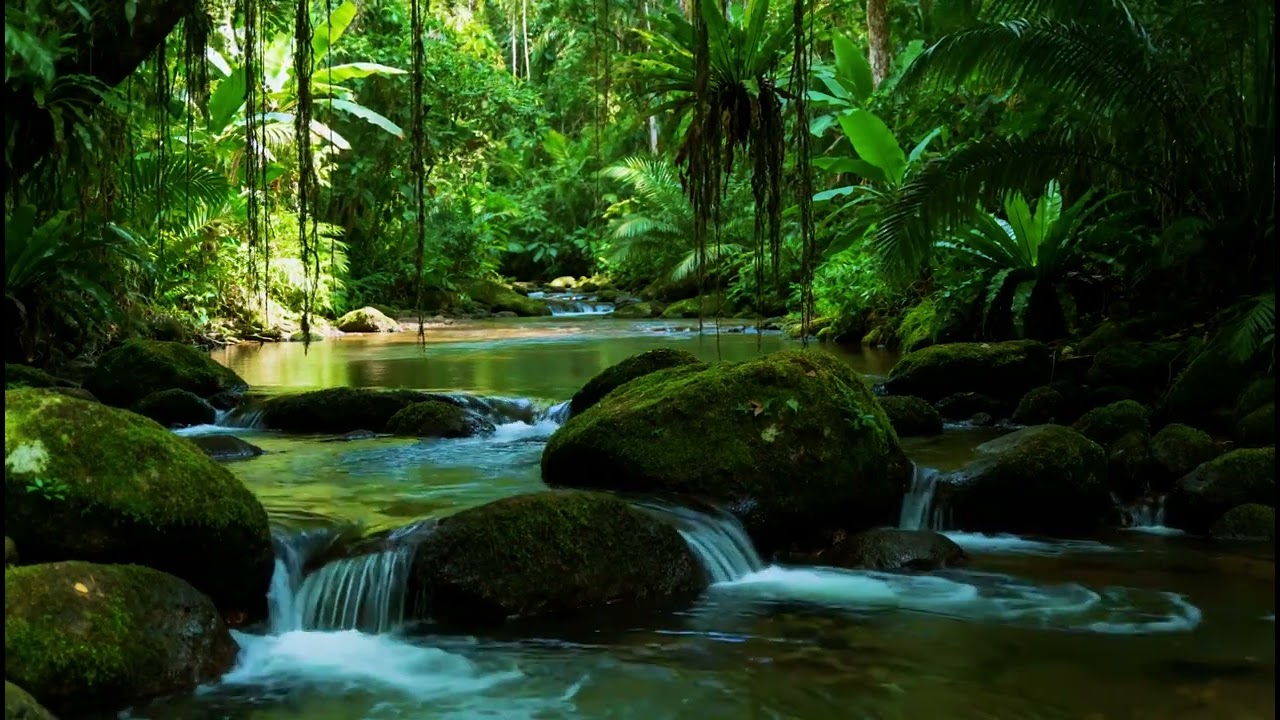 River Flowing with Birds Chirping, Calm River Water Flow and Soft Bird Sounds for Sleep and Relax