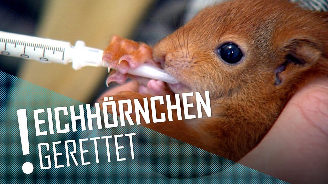 S&uuml;&szlig;e Eichh&ouml;rnchen-Babys gerettet #squirrel #animals #baby #cute | DER TIERKANAL