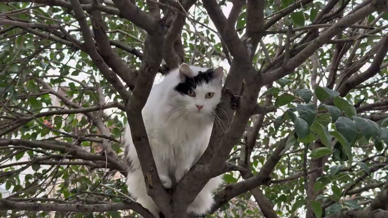 Tree Hugger or Attention Seeker? 🌳 My Cat’s Hilarious Moves!
