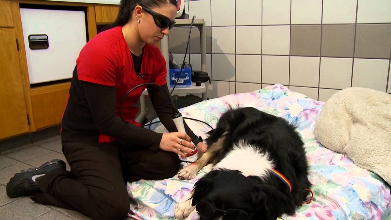 Cold Laser Therapy speeds healing for Dogs and Cats