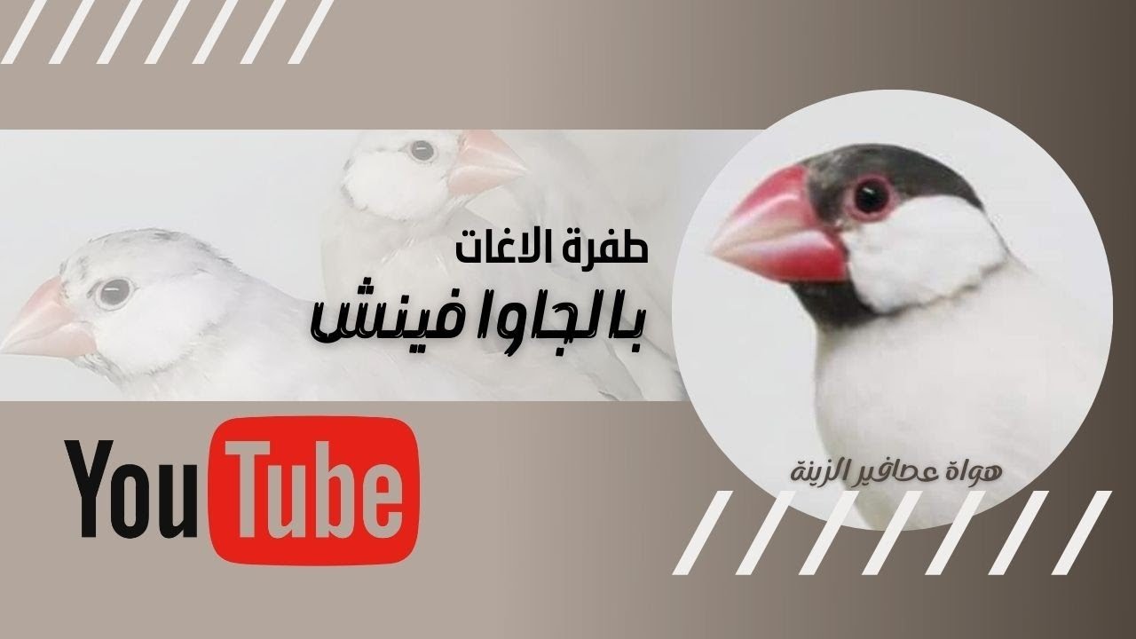 طفرة الاغات بالجاوا فينش