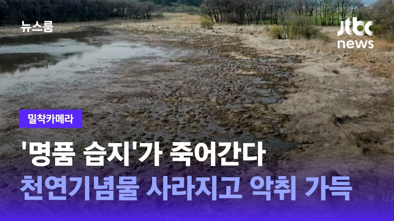[밀착카메라] '명품 습지'가 죽어간다&hellip;천연기념물 사라지고 악취 가득 / JTBC 뉴스룸