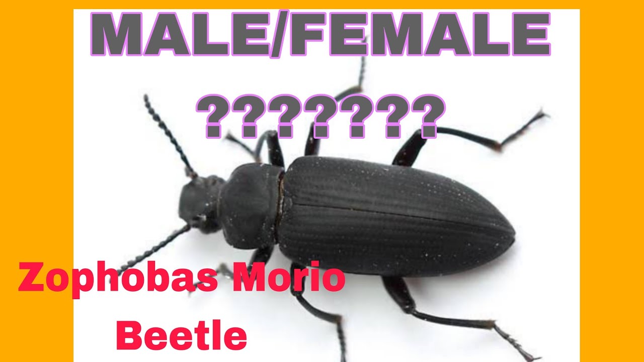 How to determine the gender of superworm (zophobas Morio Beetle)