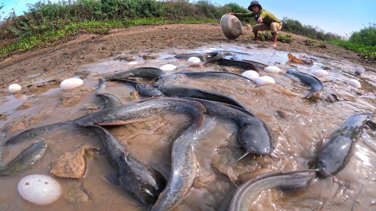 Top amazing fishnig, catch a lot of fish in water and pick duck eggs under the garss