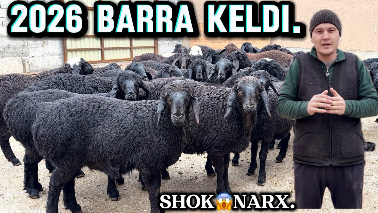 😱2026 yil 🔥 BARRA 🔥SEZON BOSHLANDI NARXLAR 400 ming DAN ARZON.