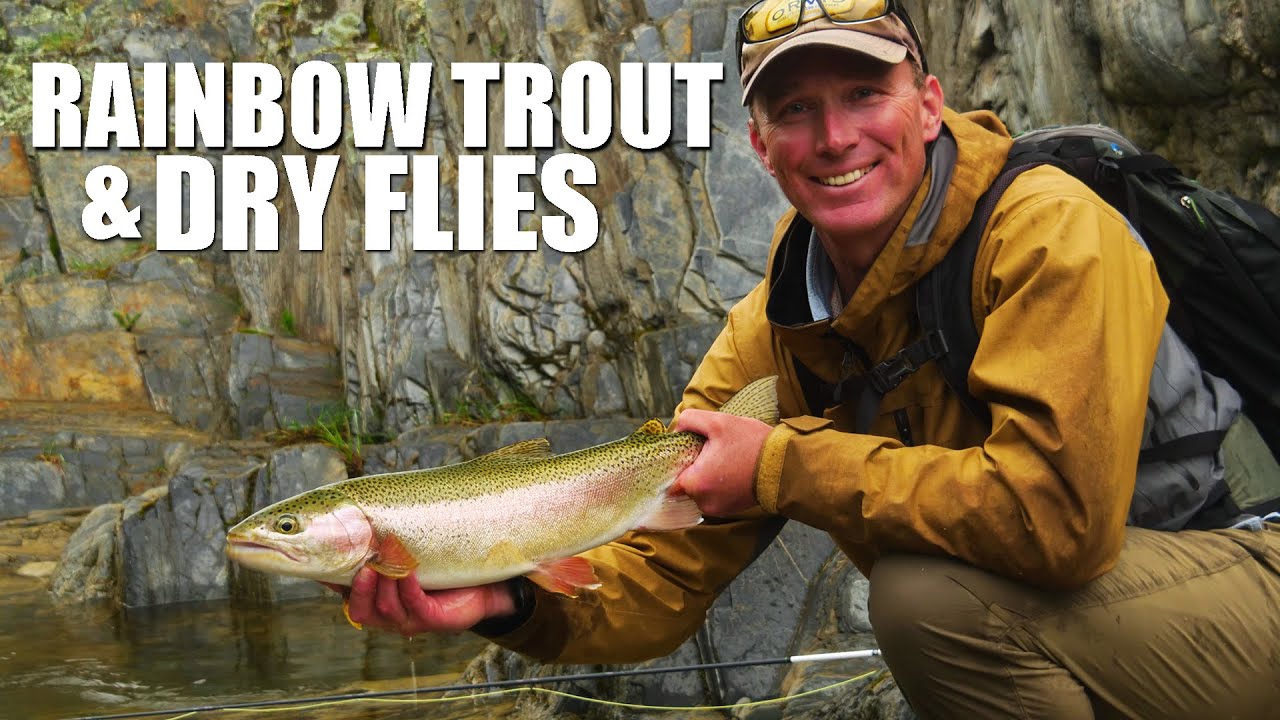 Dry Fly Fishing Rainbow Trout - Gorgeous Stream Trout Fishing (Dry Fly Fishing Rainbow Trout)