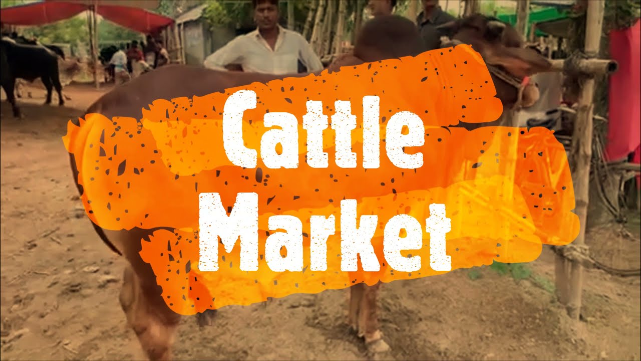 Farm vs Cattle Market || Beautiful Bulls || Bulls for Fattening