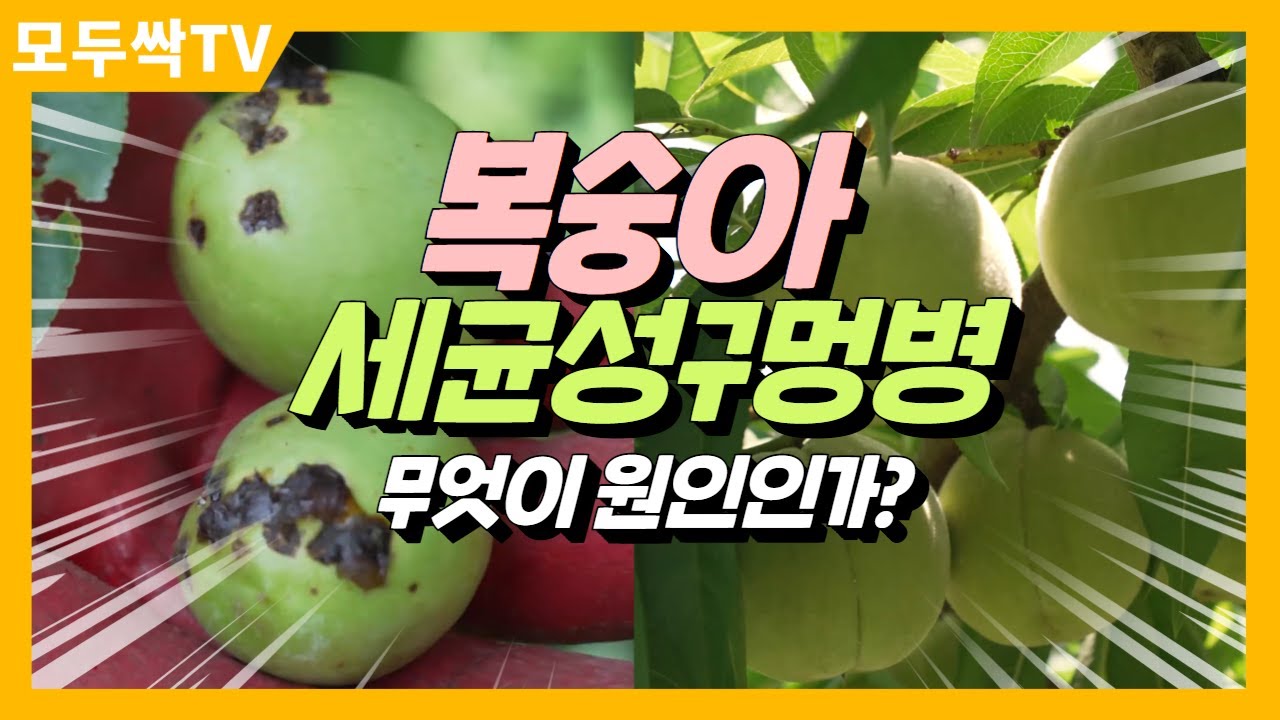 EP 209. [경산복숭아] 세균구멍병(천공병) 미리 대비해야 하는 이유!!