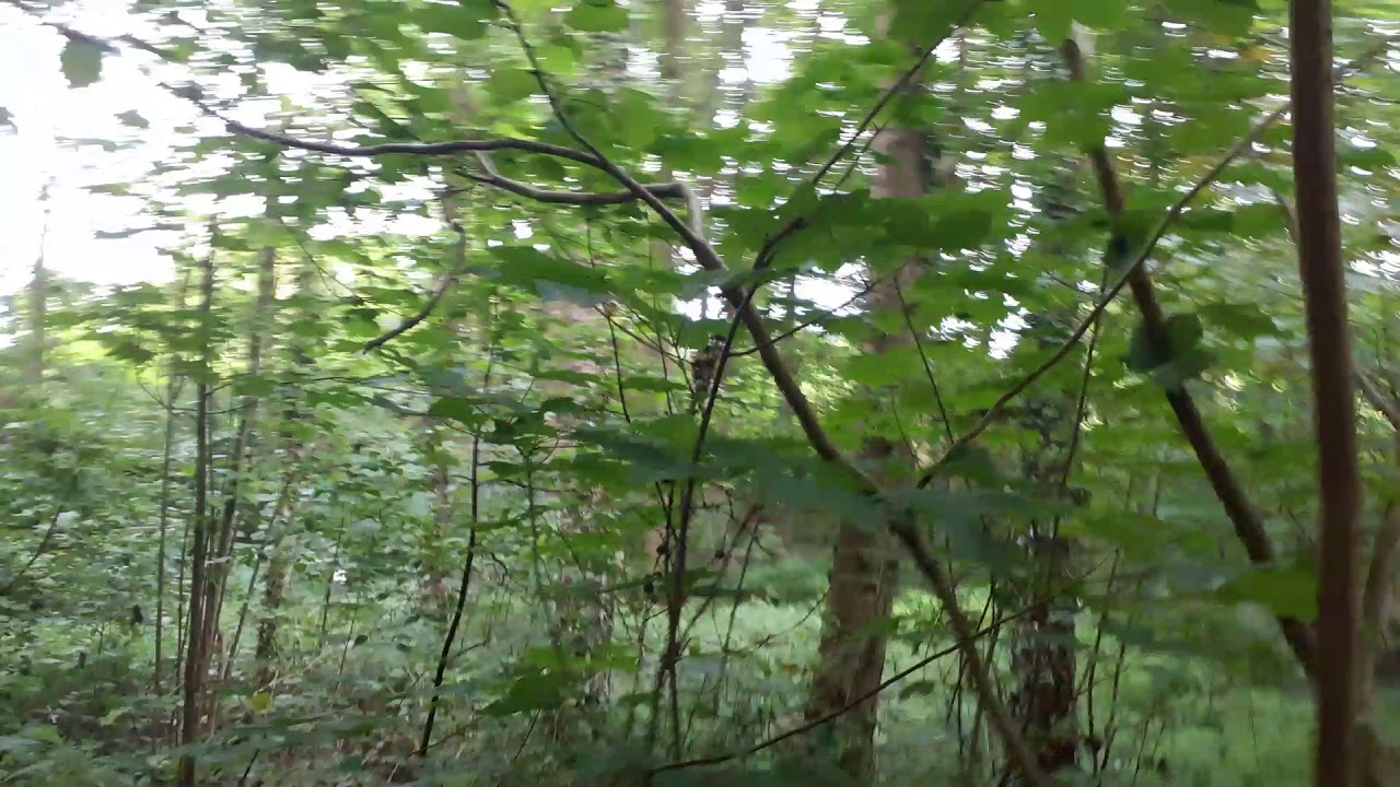 Schulwald. Sierksdorf. Deutschland.