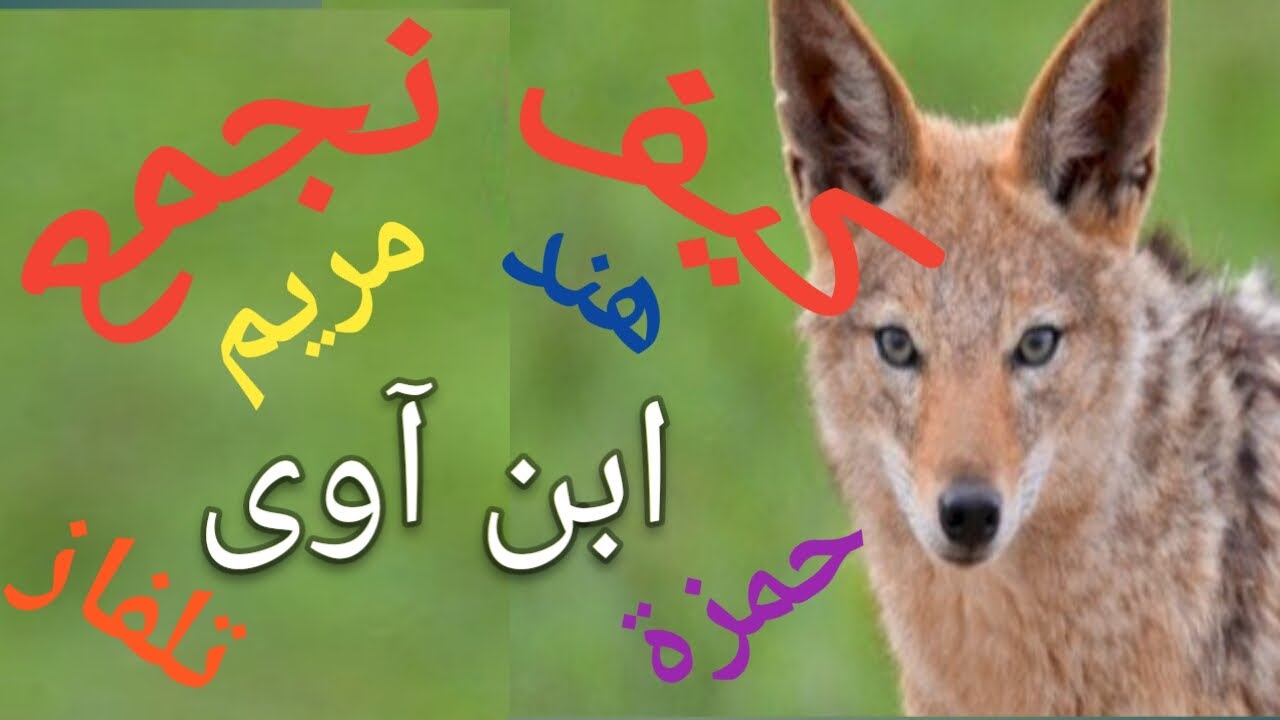 ما هي الأسماء التي تُجمع جمع مؤنث سالم؟ ما هو جمع هند. ما هو جمع حمزة. ما هو جمع ابن آوى.