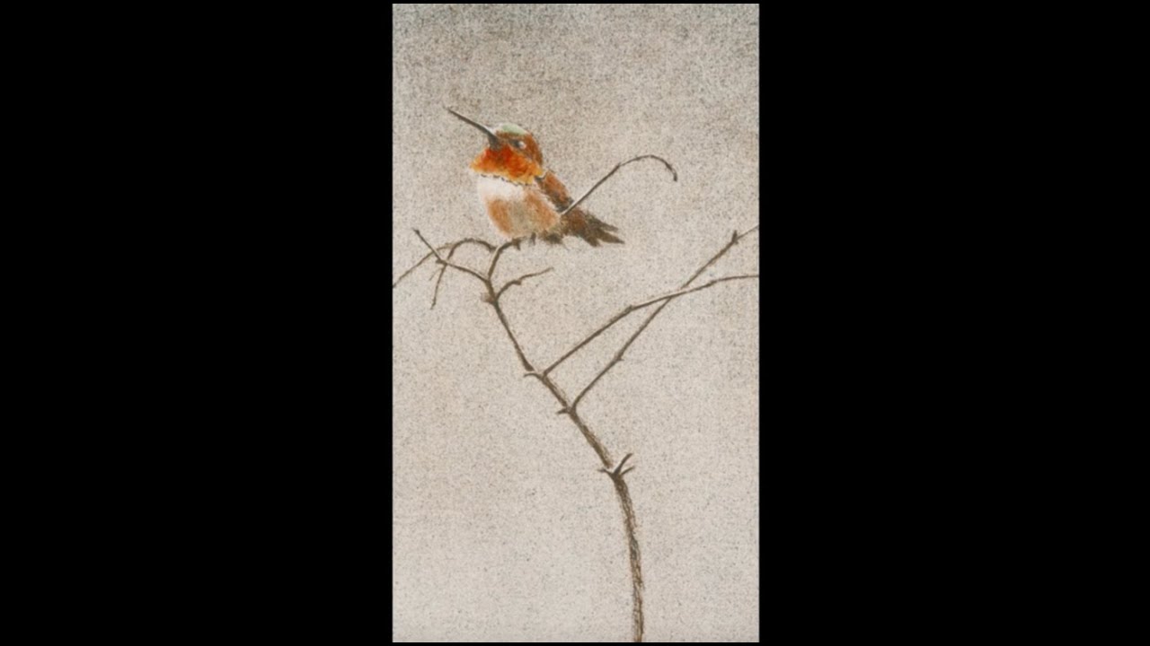 #113 - Rufous Hummingbird by Robert Bateman