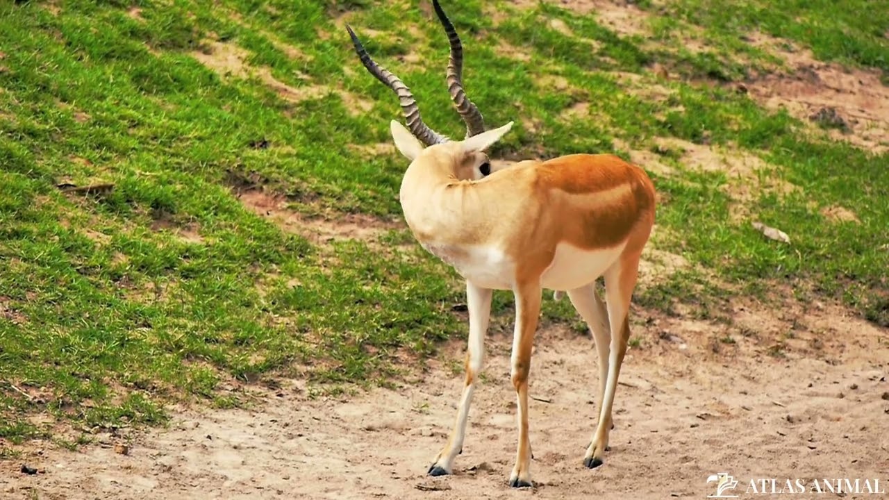 Gacela en 4K - Gazelle 4K