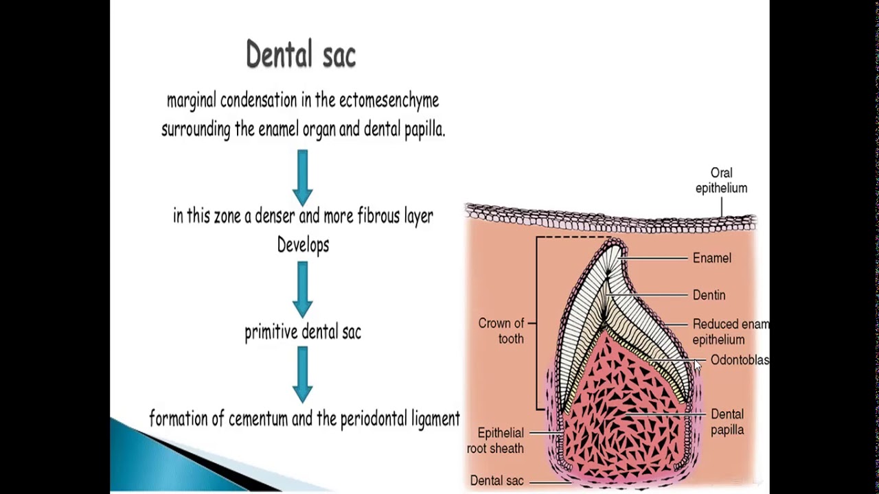 Stages of tooth development