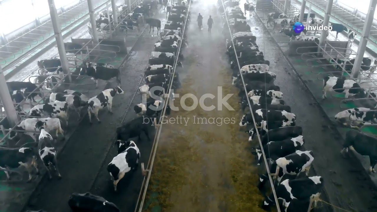 AI + Animal Husbandry  #technology #web3 #ai
